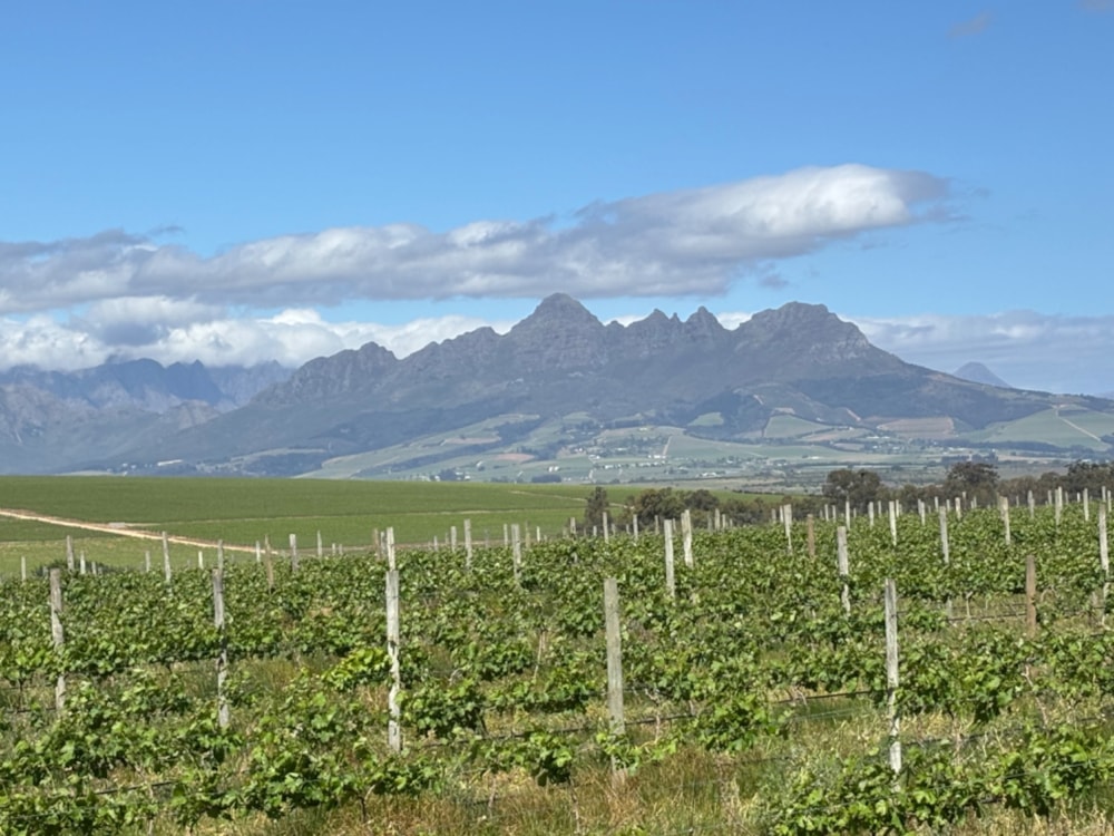 Wine farm for sale in Stellenbosch Farms - ST1659473