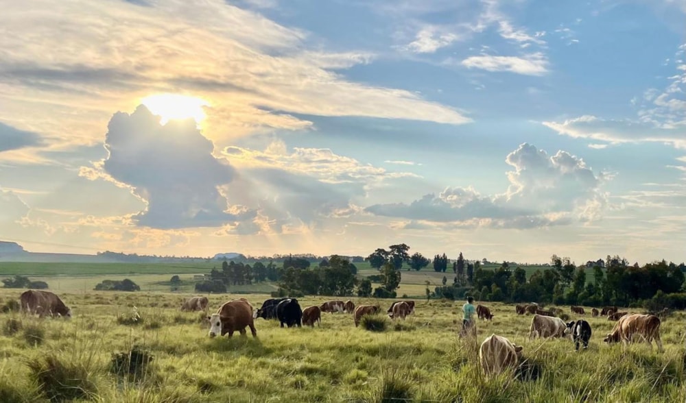 Farm vacant land for sale in Bethlehem - 1BTH1676103