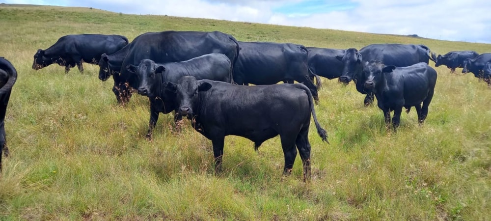 Mixed use farm for sale in Vrede - 1BTH1678056