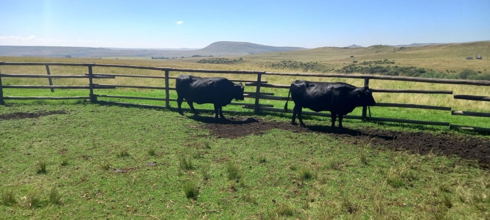 Mixed use farm for sale in Vrede - 1BTH1678056