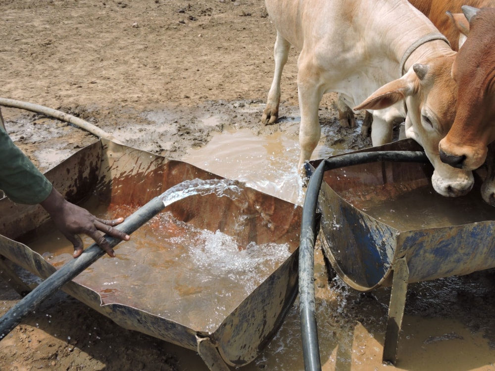 Livestock farm for sale in Zeerust - 1RU1678148 Livestock farm for sale in Zeerust - 1RU1678148