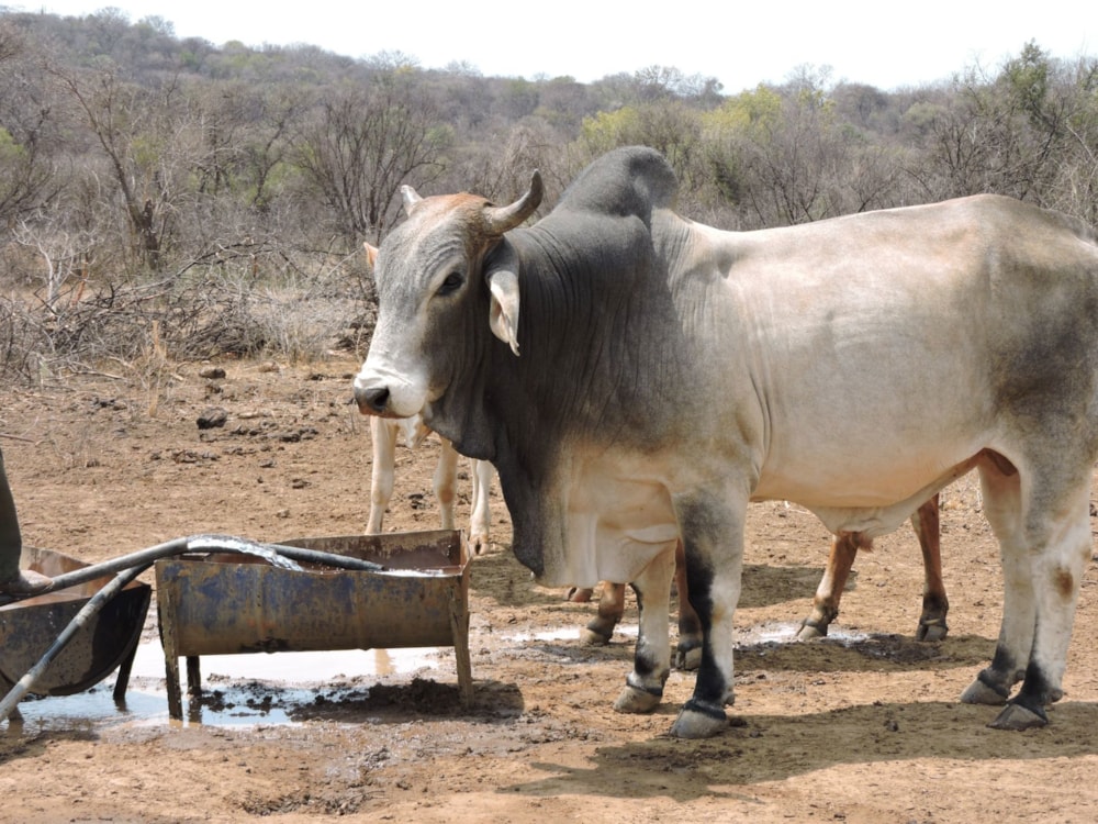 Livestock farm for sale in Zeerust - 1RU1678148 Livestock farm for sale in Zeerust - 1RU1678148