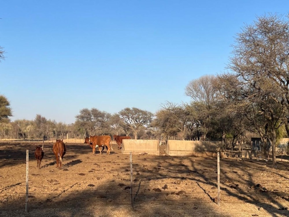 Livestock farm for sale in Louwna - 1RN1678472 Livestock farm for sale in Louwna - 1RN1678472