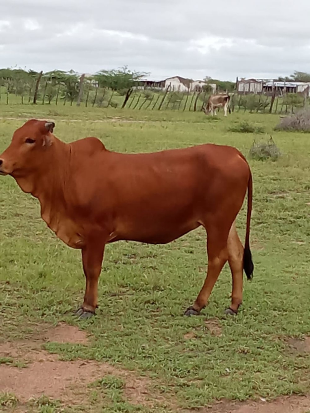 Livestock farm for sale in Chokwé, Mozambique - 3MQ1678706