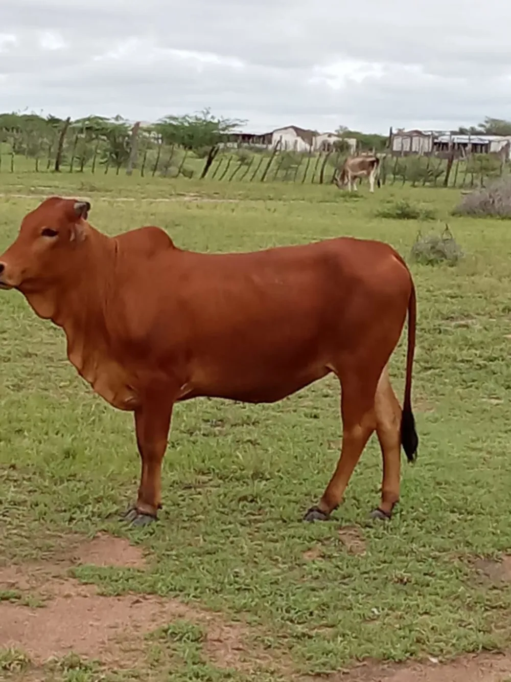 Livestock farm for sale in Chokwé, Mozambique - 3MQ1678706 Livestock farm for sale in Chokwé, Mozambique - 3MQ1678706