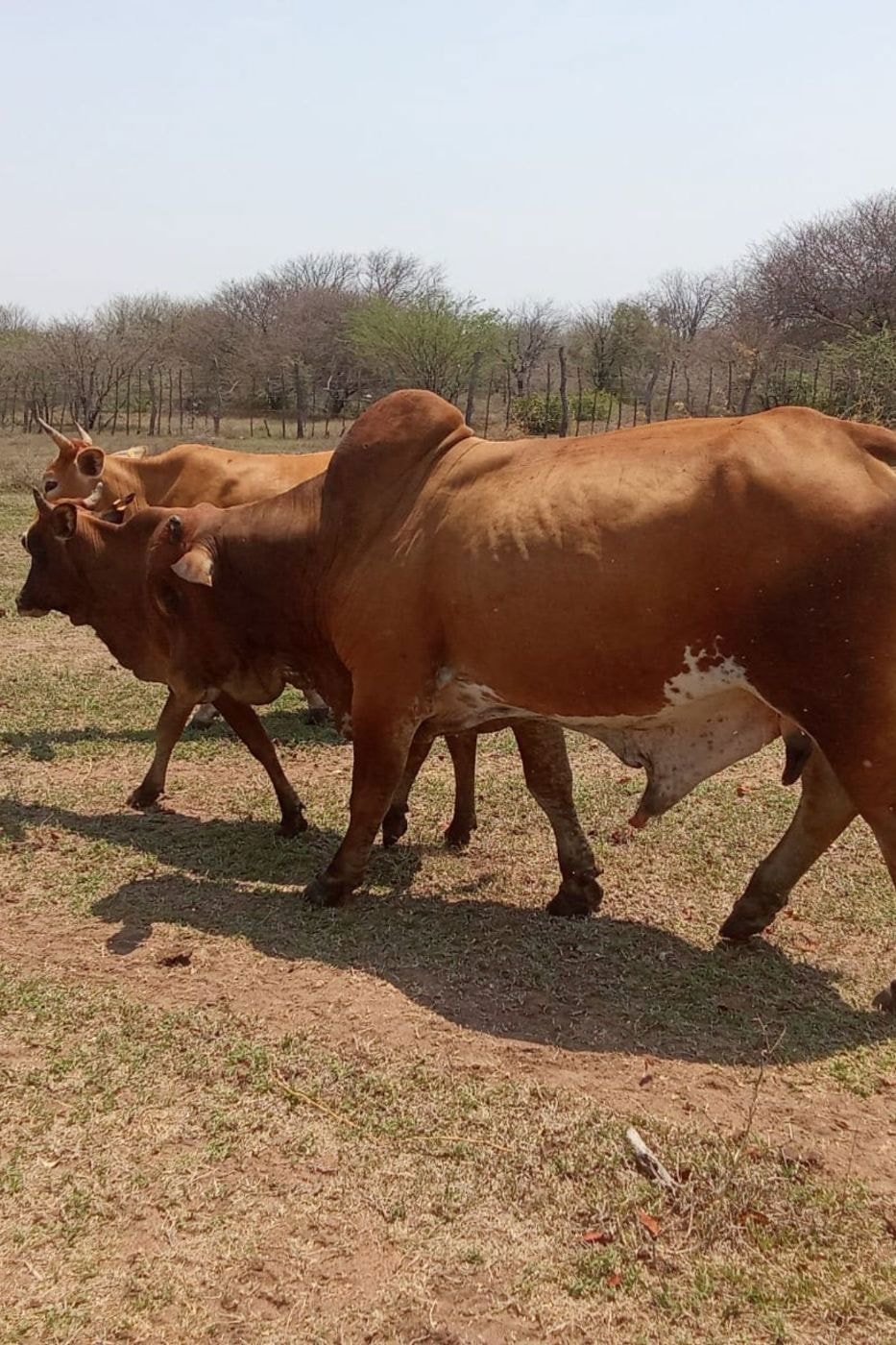 Livestock farm for sale in Chokwé, Mozambique - 3MQ1678706
