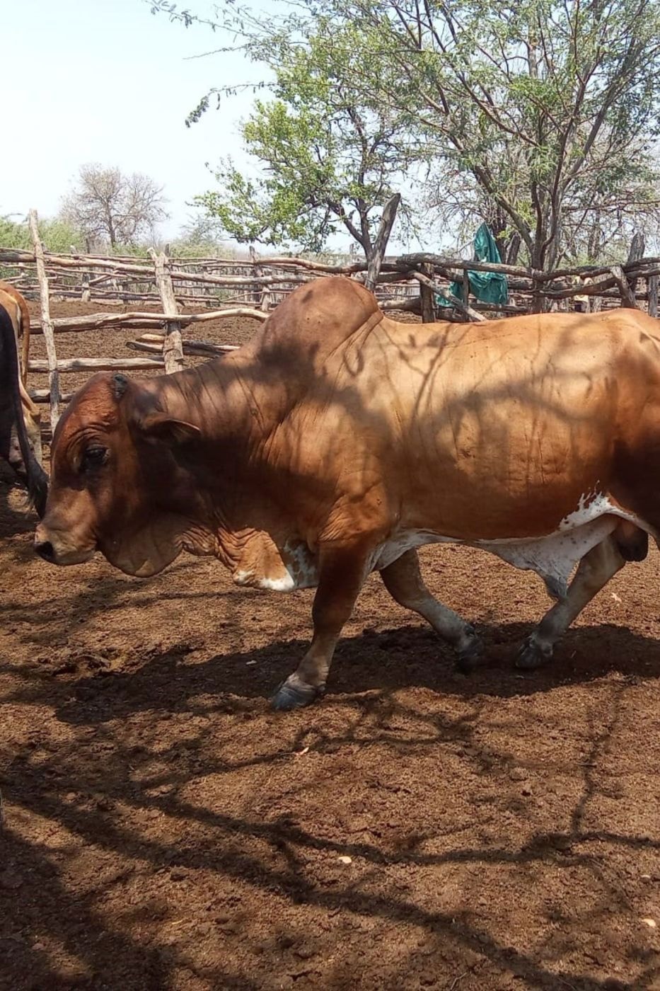 Livestock farm for sale in Chokwé, Mozambique - 3MQ1678706