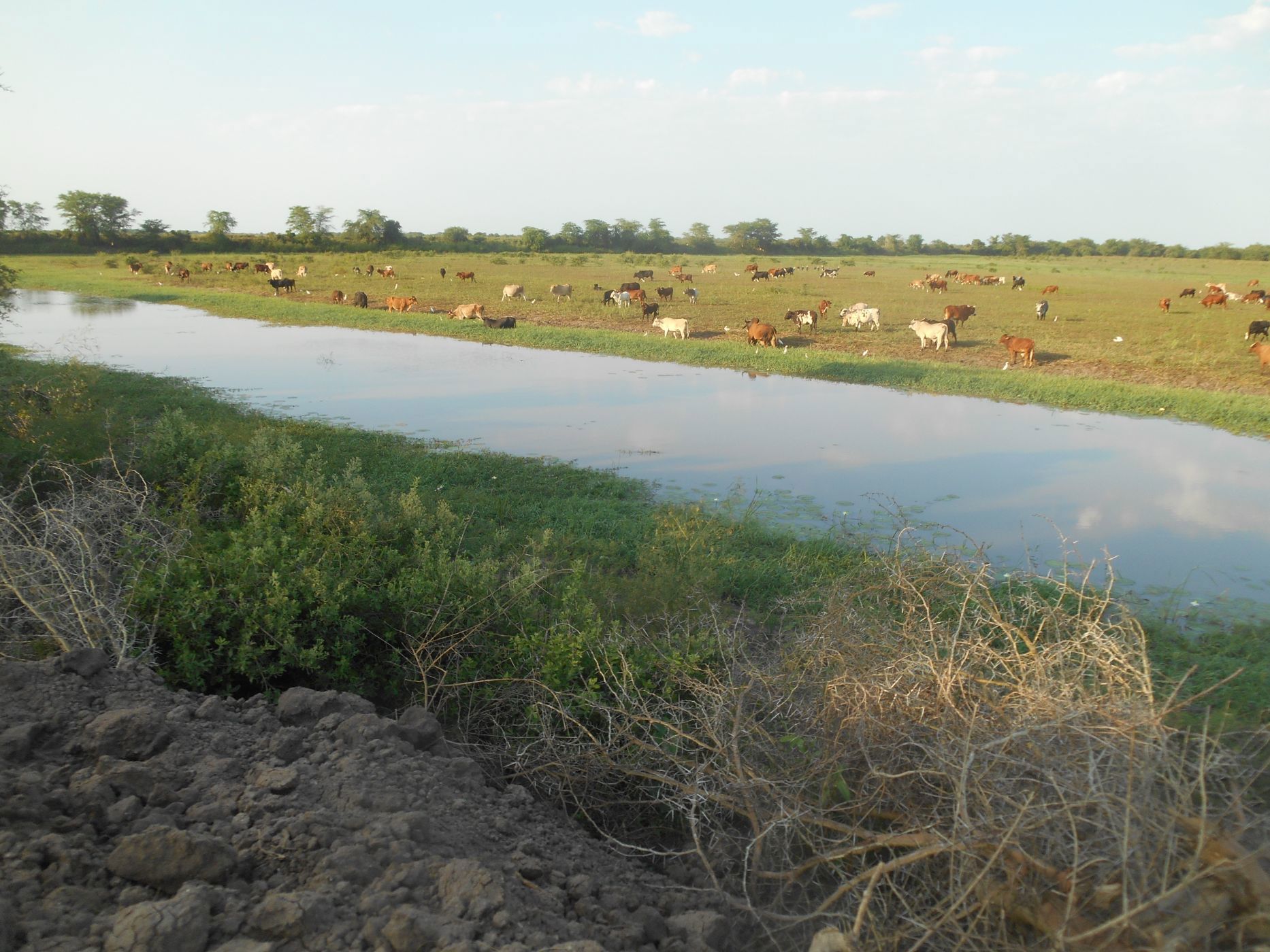 Livestock farm for sale in Chokwé, Mozambique - 3MQ1678706