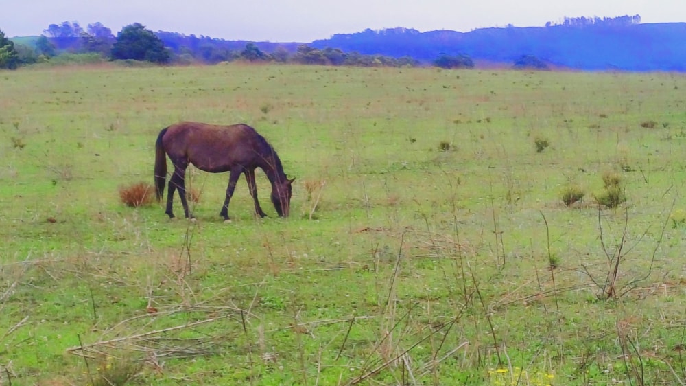 Farm vacant land sold in Impendle - 1PM1678724 Farm vacant land sold in Impendle - 1PM1678724