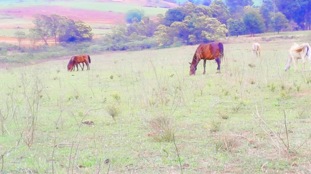 Farm vacant land sold in Impendle - 1PM1678724 Farm vacant land sold in Impendle - 1PM1678724