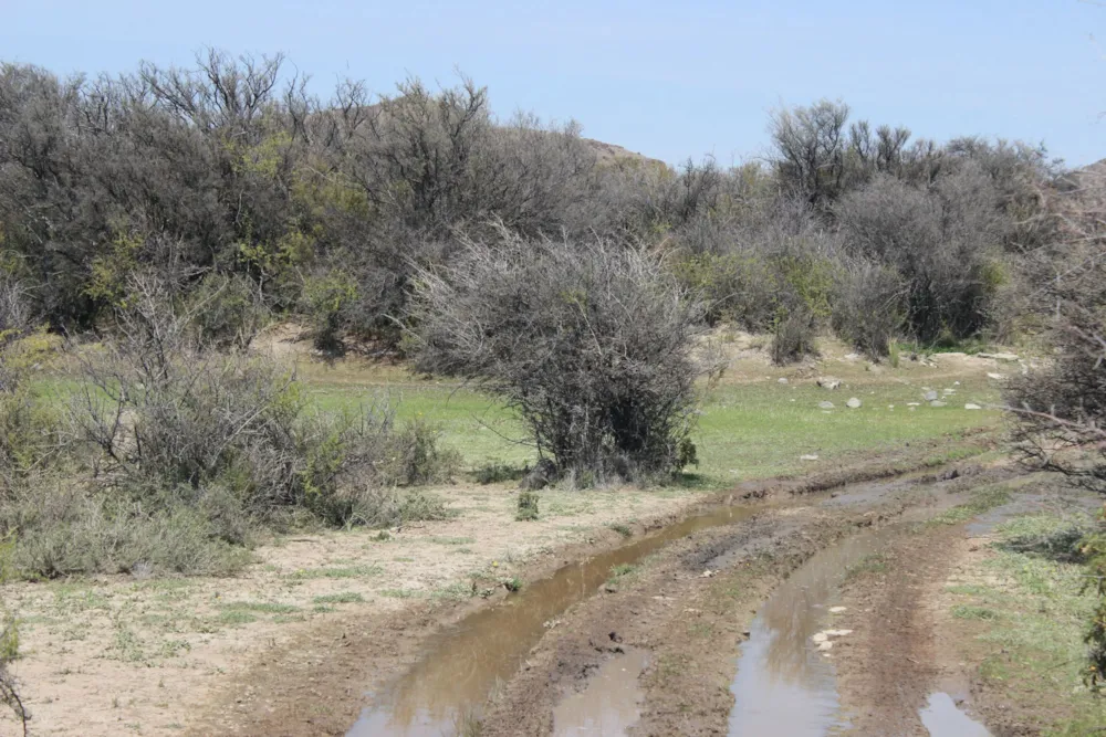 Livestock farm for sale in Richmond, Northern Cape - 1KK1679124 Livestock farm for sale in Richmond, Northern Cape - 1KK1679124