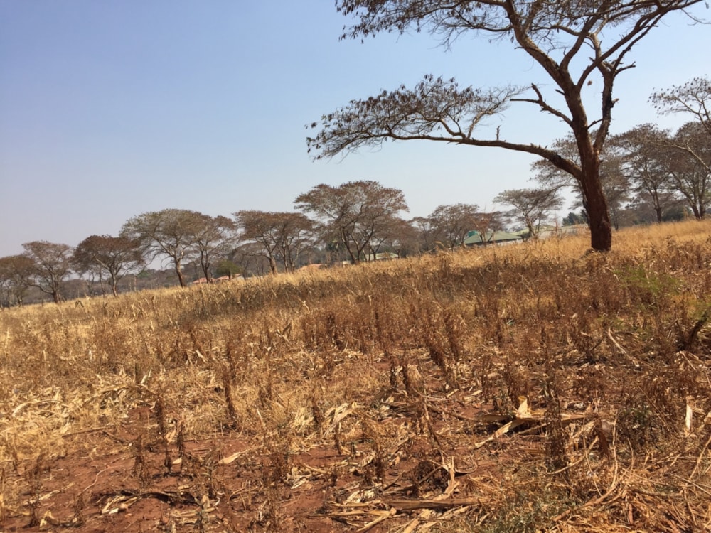 Residential vacant land for sale in Lilayi, Zambia - 3ZA1679101 Residential vacant land for sale in Lilayi, Zambia - 3ZA1679101