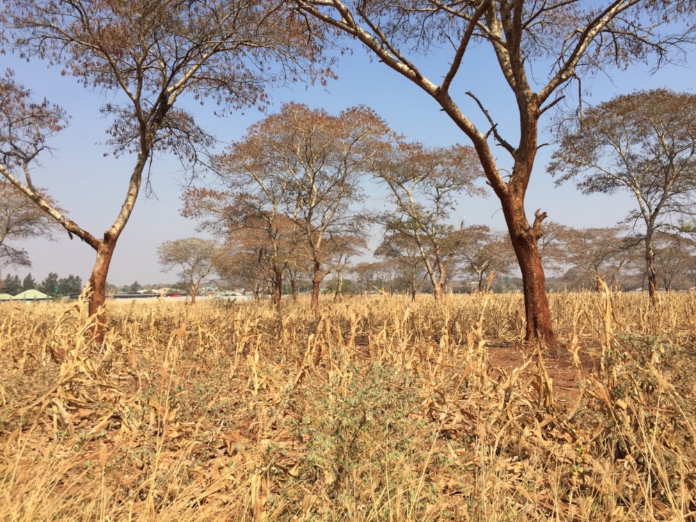 Residential vacant land for sale in Lilayi, Zambia - 3ZA1679101 Residential vacant land for sale in Lilayi, Zambia - 3ZA1679101