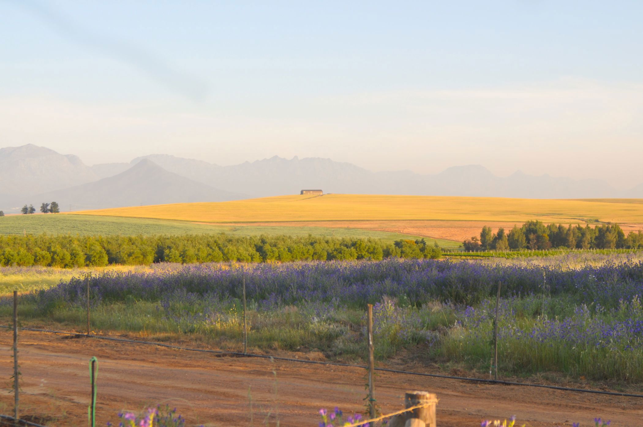 Mixed use farm sold in Riebeek Valley - RV1668618
