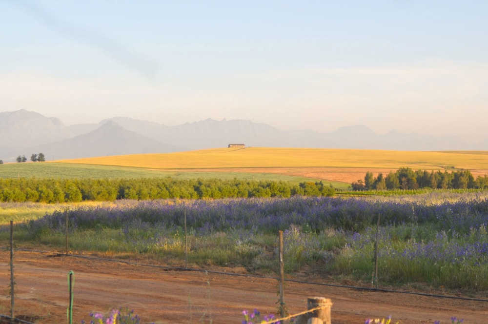 Mixed use farm sold in Riebeek Valley - RV1668618 Mixed use farm sold in Riebeek Valley - RV1668618