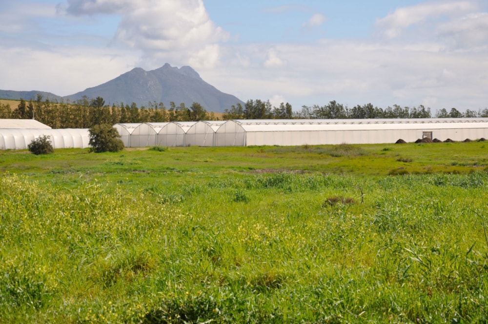 Mixed use farm sold in Riebeek Valley - RV1668618 Mixed use farm sold in Riebeek Valley - RV1668618
