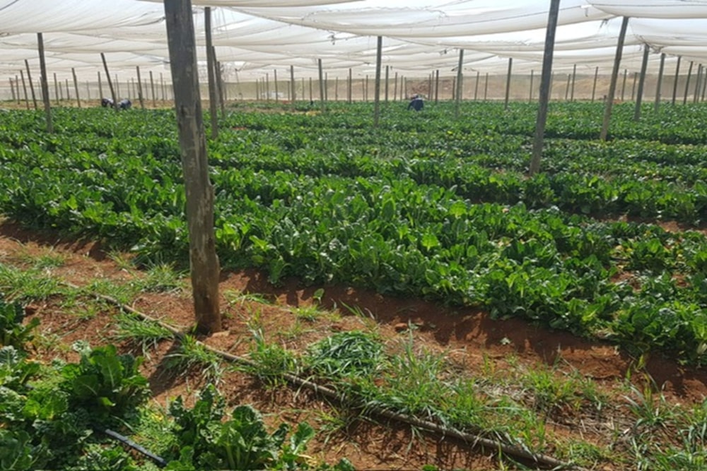 Crop farm for sale in Delmas - PRN1674840 Crop farm for sale in Delmas - PRN1674840