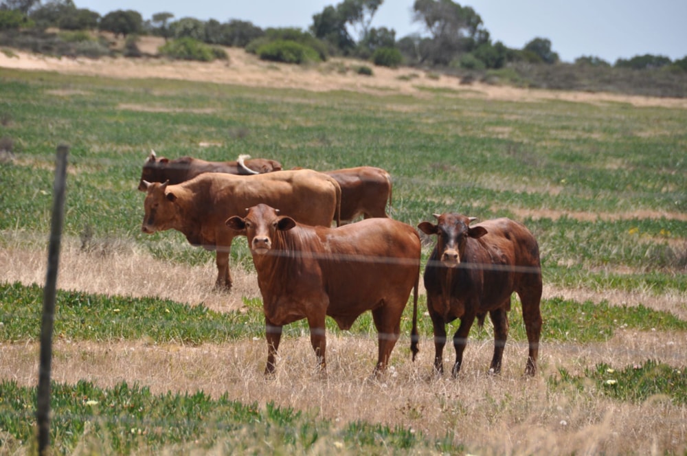 Mixed use farm for sale in Velddrif - LA1680849