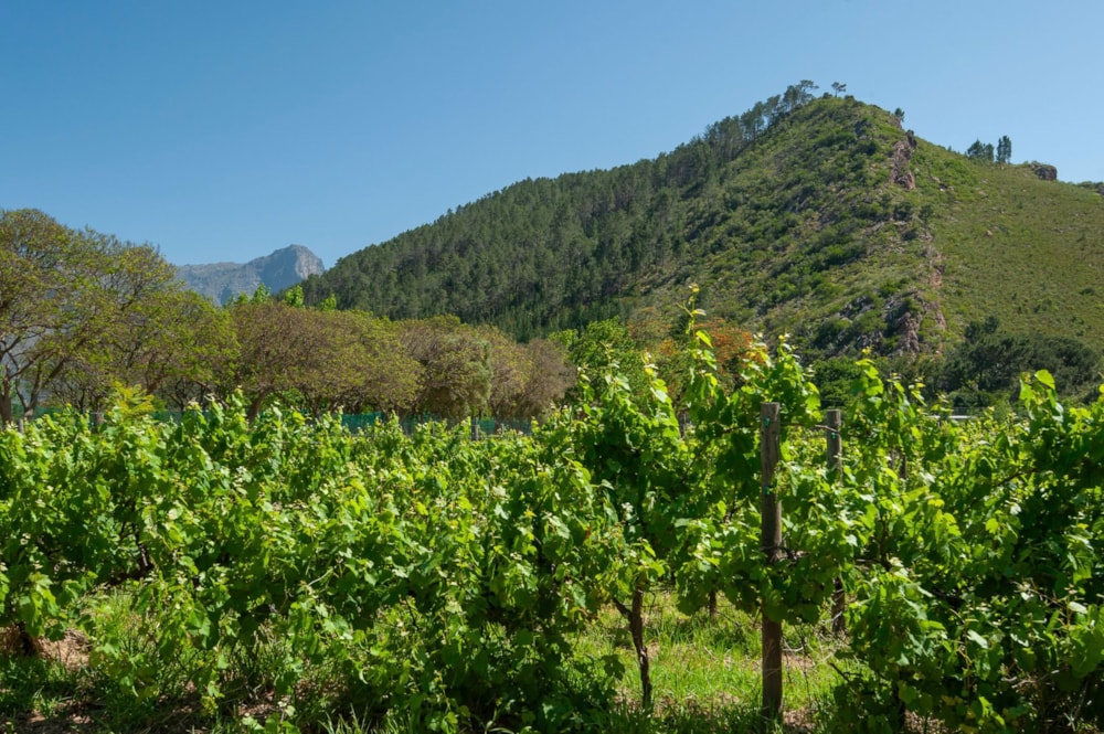 Fruit farm for sale in Franschhoek Rural - FWI1680488