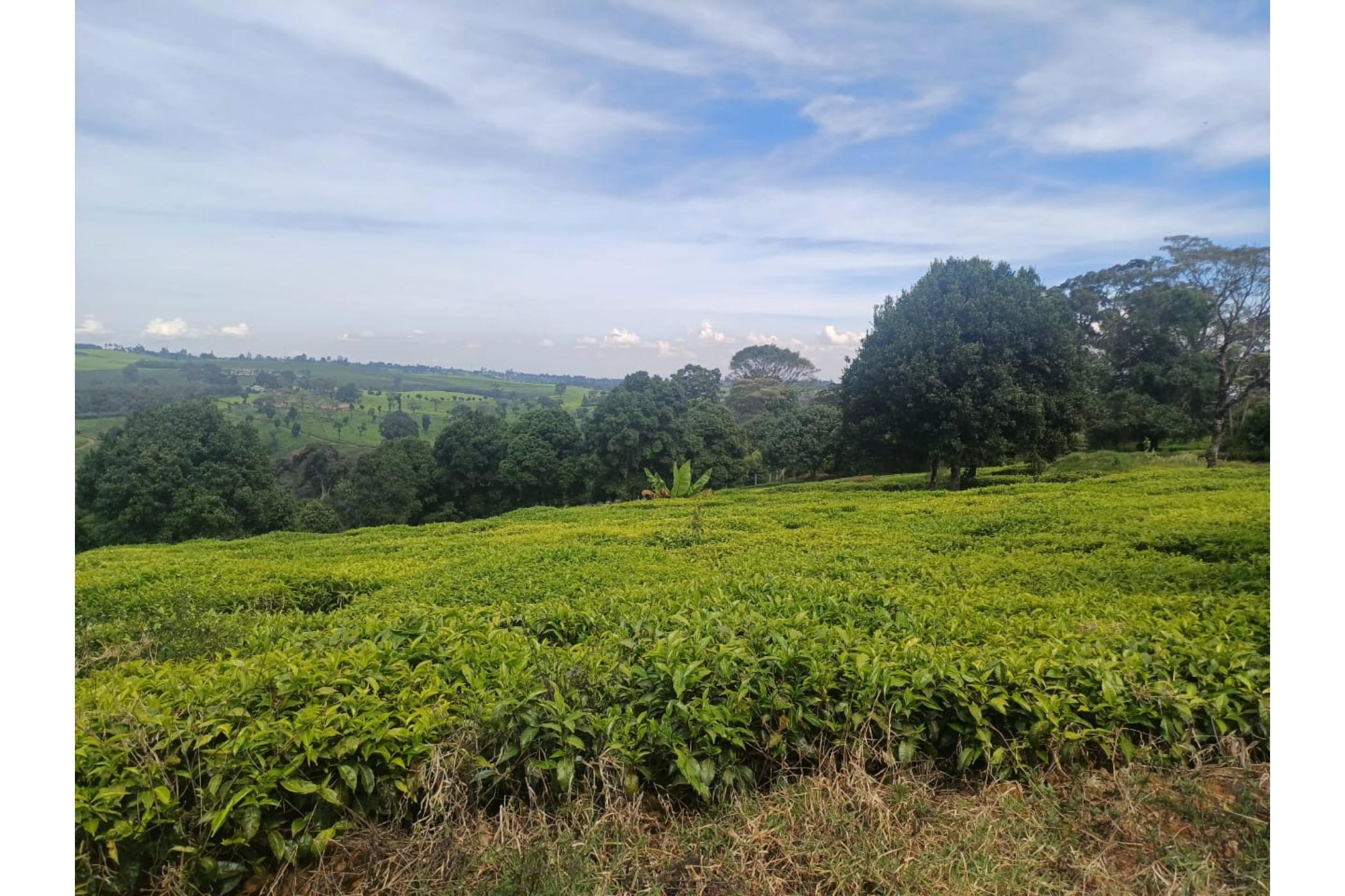 Vacant land sold in Tigoni, Kenya - 3KE1680963