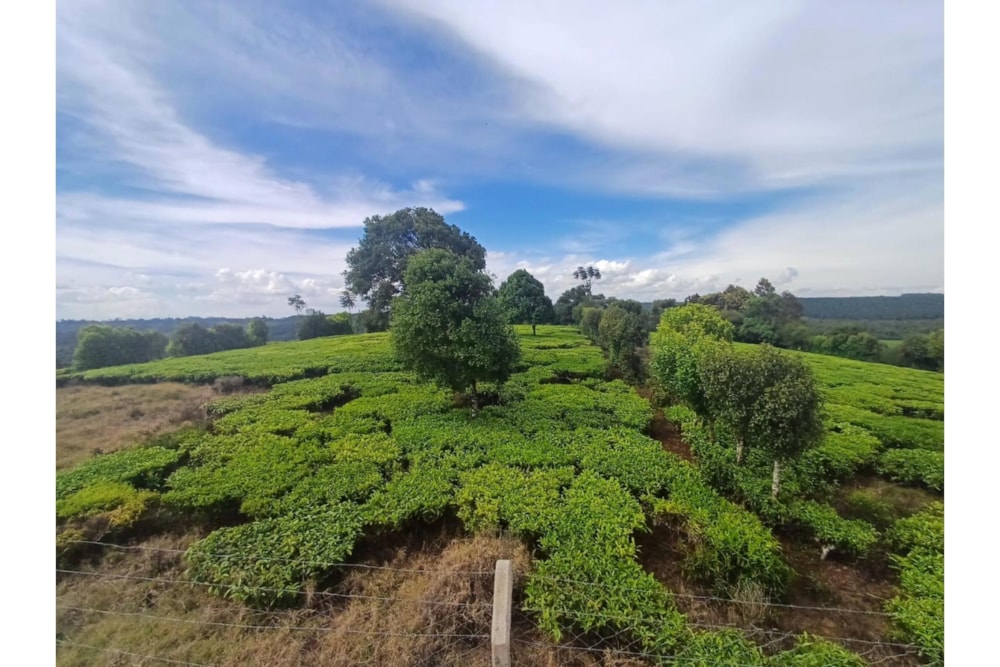 Vacant land sold in Tigoni, Kenya - 3KE1680966 Vacant land sold in Tigoni, Kenya - 3KE1680966