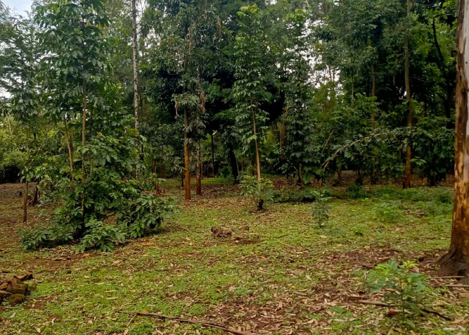 Residential vacant land sold in Karen, Kenya - 3KE1681713