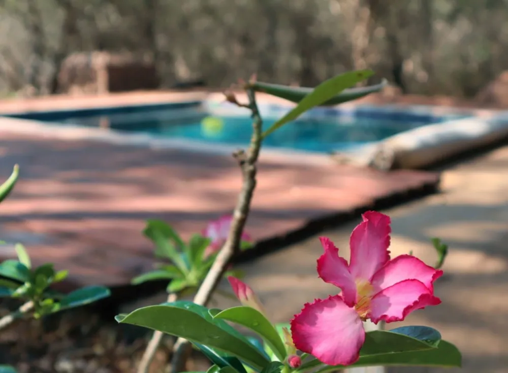 House to rent in Marloth Park - 1NK1599525 House to rent in Marloth Park - 1NK1599525