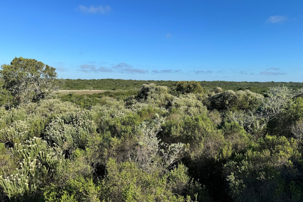 Vacant land for sale in St Francis Links - 1SA1683059 Vacant land for sale in St Francis Links - 1SA1683059