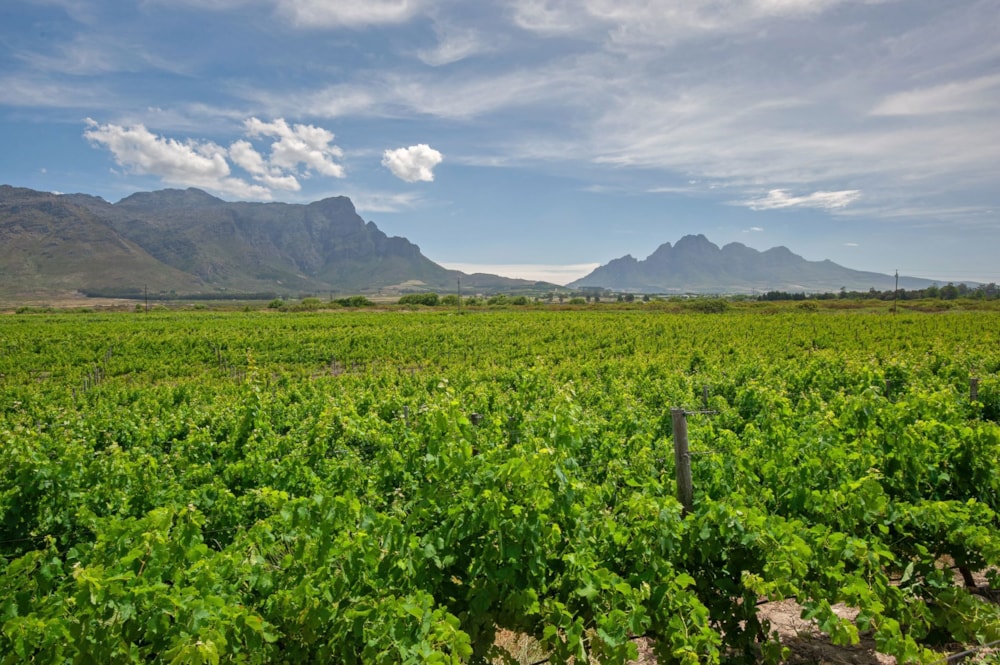 Lifestyle property for sale in Franschhoek Rural - FWI1682237