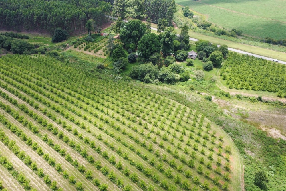 Citrus farm for sale in Richmond, Midlands, Rural - 1PM1736342