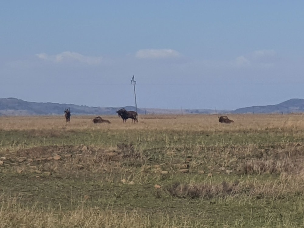 Farm vacant land for sale in Vaal Dam, Free State - 1VT1683849 Farm vacant land for sale in Vaal Dam, Free State - 1VT1683849