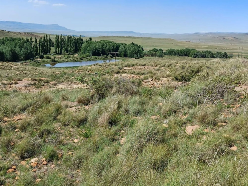 Livestock farm for sale in Dordrecht - 1MH1683818