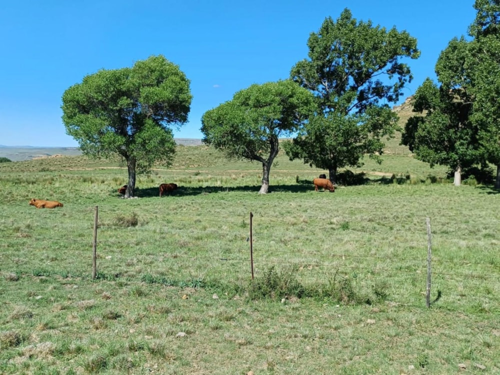 Livestock farm for sale in Dordrecht - 1MH1683818