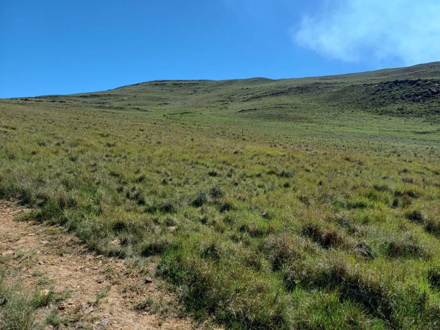 Livestock farm for sale in Dordrecht - 1MH1683818