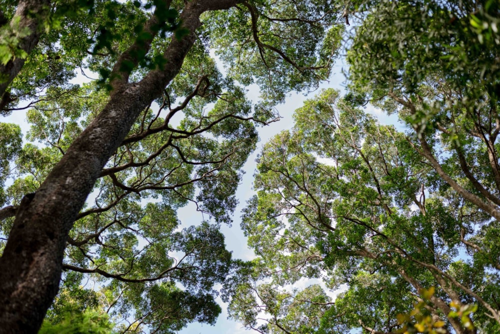 Lifestyle property for sale in Tsitsikamma - 1KG1684160