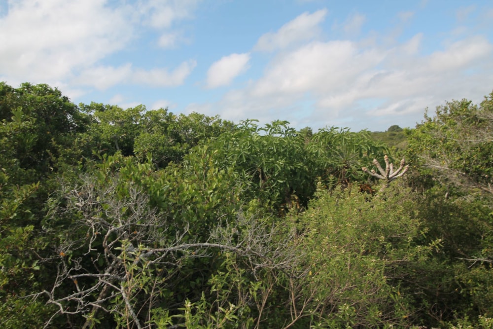 Vacant land for sale in Kleinemonde - 1PF1684275