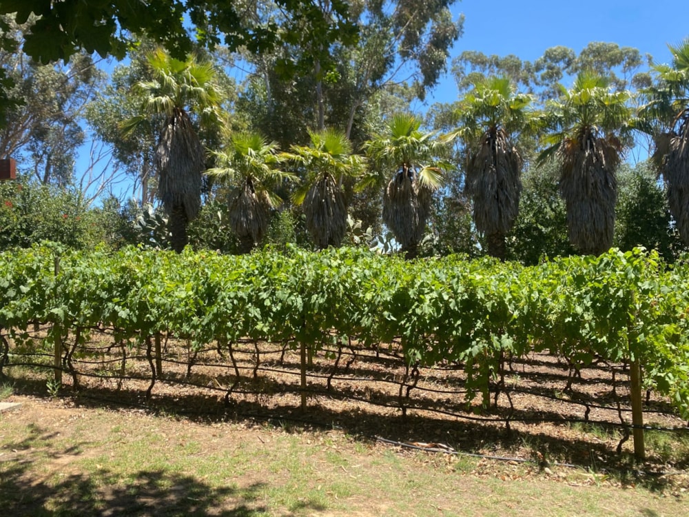 Vacant land for sale in Ongegund Village - RV1684372 Vacant land for sale in Ongegund Village - RV1684372