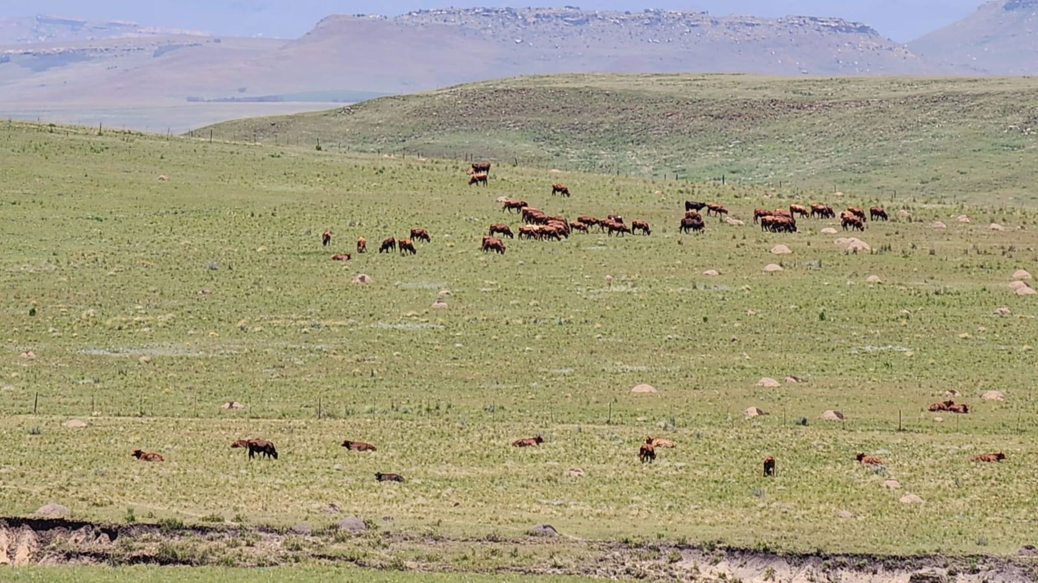 Mixed use farm for sale in Harrismith - 1BTH1685198