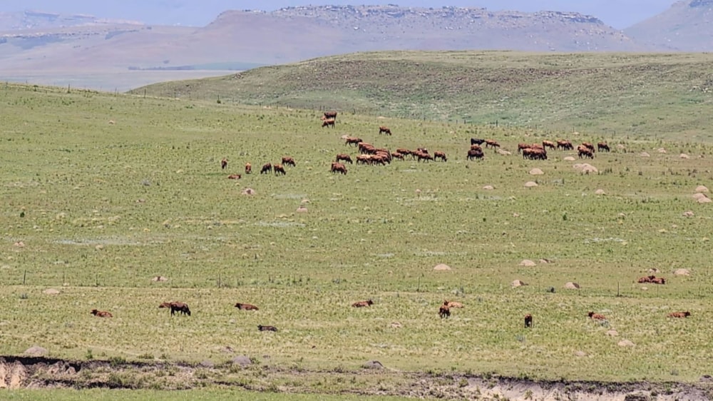 Mixed use farm for sale in Harrismith - 1BTH1685198