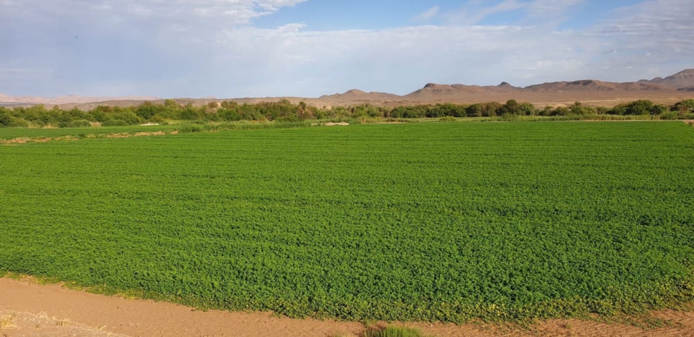 Smallholding for sale in Vioolsdrif Farms - 1NA1684380 Smallholding for sale in Vioolsdrif Farms - 1NA1684380