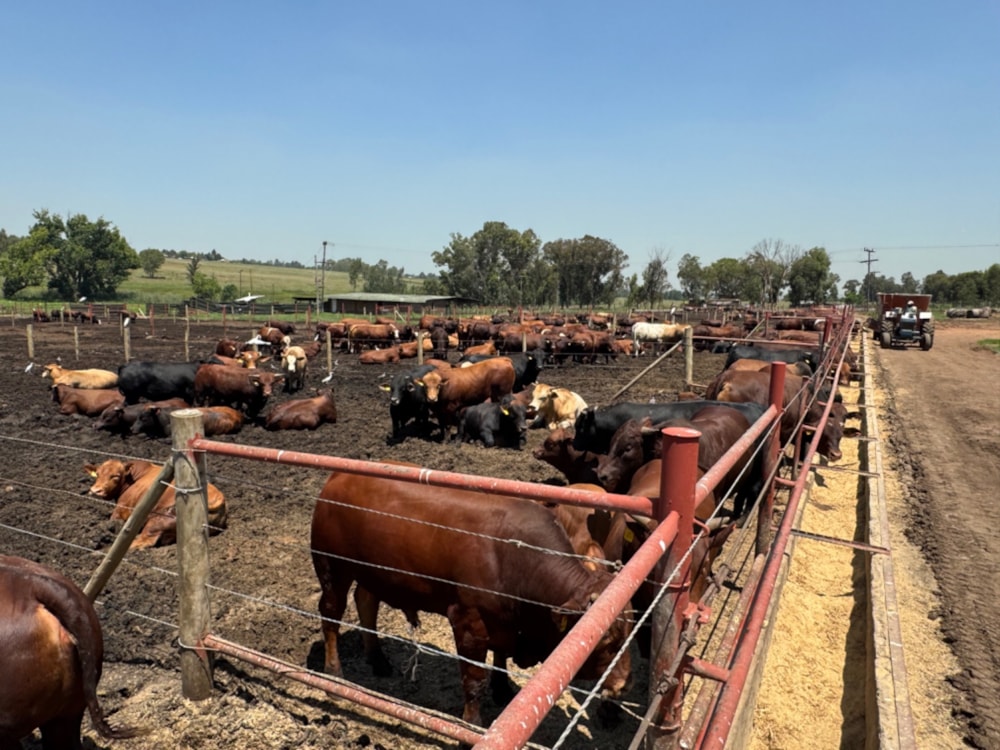 Livestock farm for sale in Bronkhorstspruit - PRN1686043 Livestock farm for sale in Bronkhorstspruit - PRN1686043