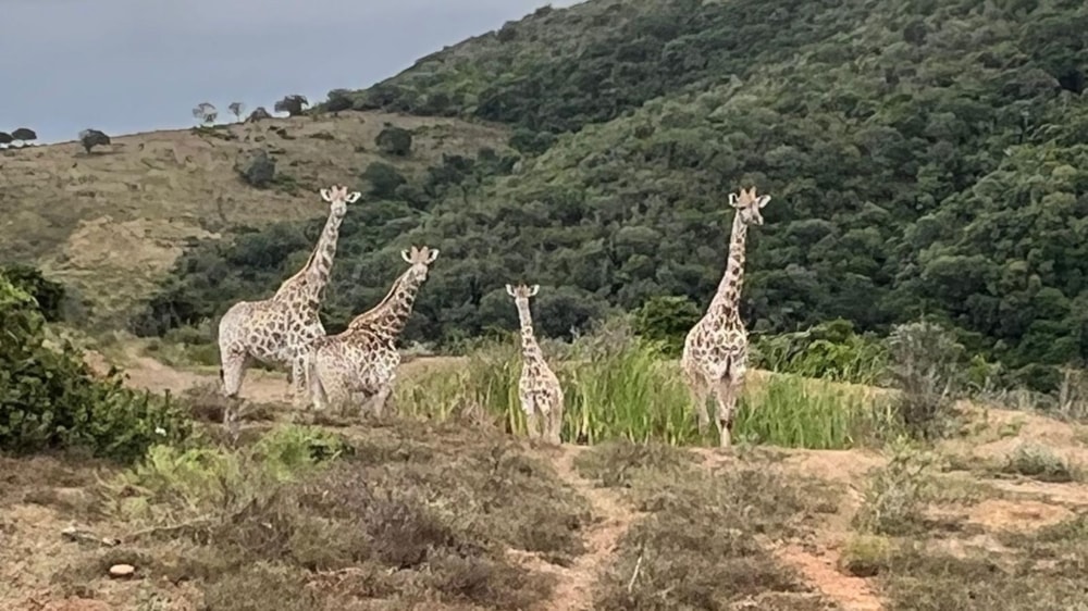 Lifestyle property for sale in Kenton on Sea - 1KO1606077 Lifestyle property for sale in Kenton on Sea - 1KO1606077