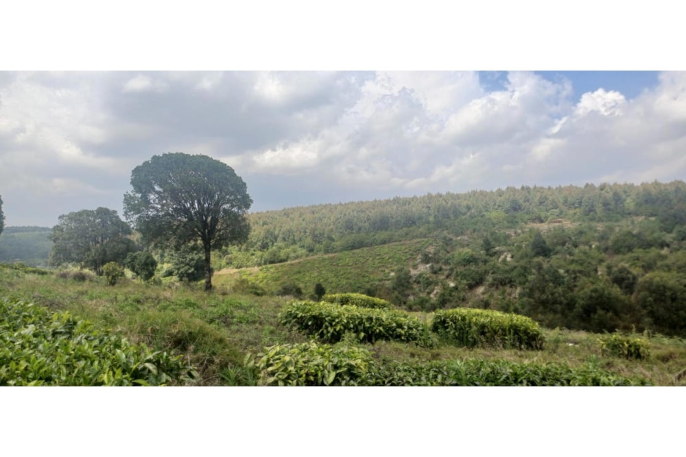 Farm vacant land sold in Tigoni, Kenya - 3KE1680964 Farm vacant land sold in Tigoni, Kenya - 3KE1680964