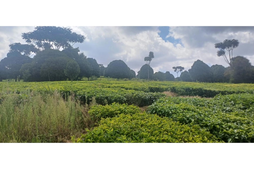 Farm vacant land sold in Tigoni, Kenya - 3KE1680964 Farm vacant land sold in Tigoni, Kenya - 3KE1680964