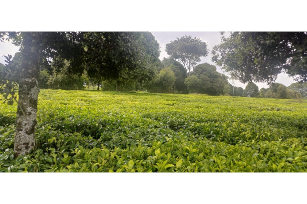 Farm vacant land sold in Tigoni, Kenya - 3KE1680964 Farm vacant land sold in Tigoni, Kenya - 3KE1680964