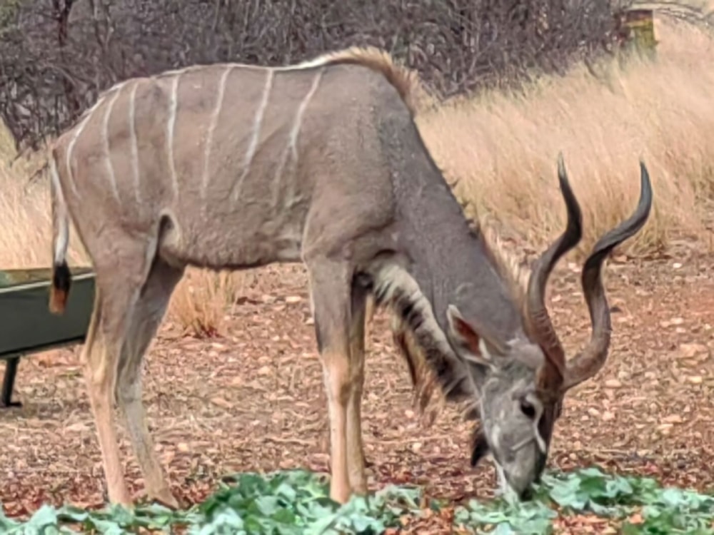 Smallholding for sale in Musina (Messina) - 1TA1686258