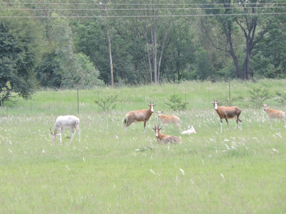 Smallholding for sale in Koster - 1RU1686651 Smallholding for sale in Koster - 1RU1686651