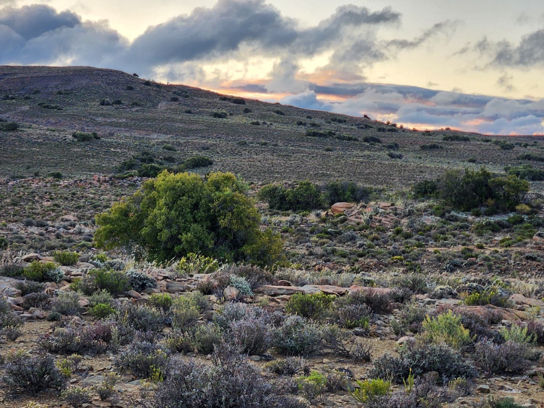 Livestock farm for sale in Laingsburg Rural  - 1KK1687675