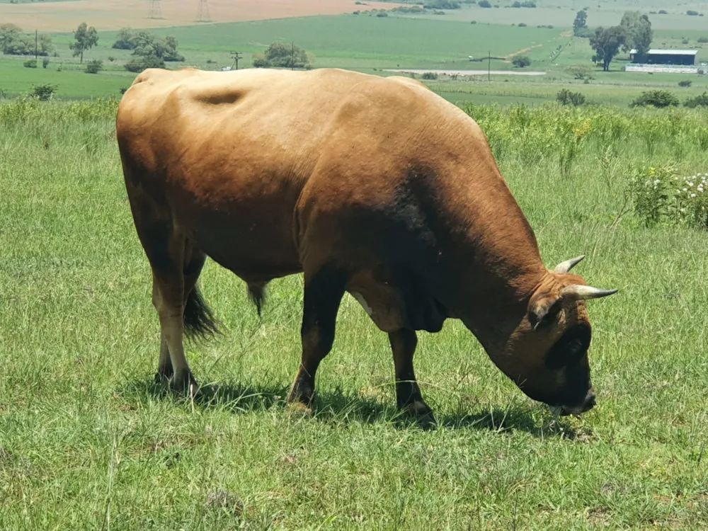 Smallholding sold in Meyerton - 1VT1687906
