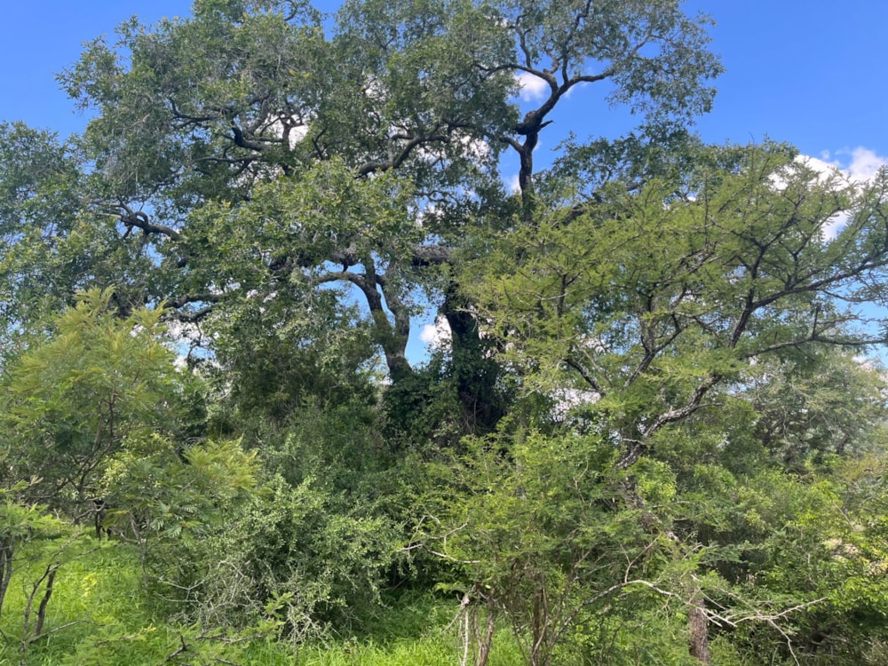 Vacant land sold in Moria - 1HS1688416 Vacant land sold in Moria - 1HS1688416